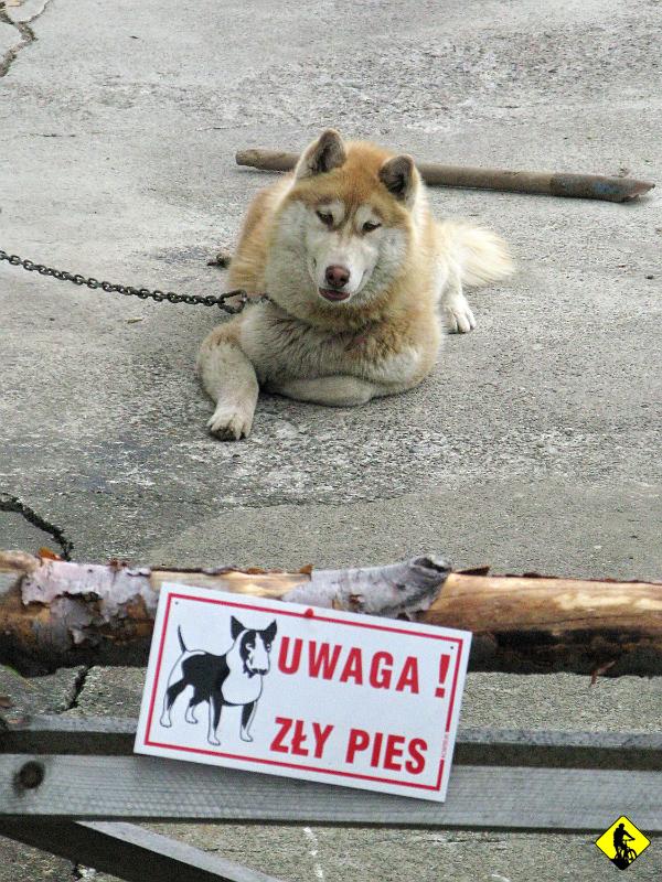 foto 070.jpg - Zły nieszczekjący piesio. Powinni dopisać: Nie karmić, nie podchodzić, nie patrzeć i w ogóle nie!